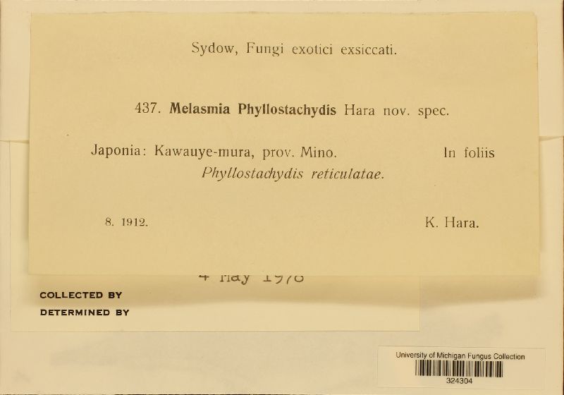 Melasmia phyllostachydis image