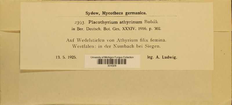 Placothyrium image
