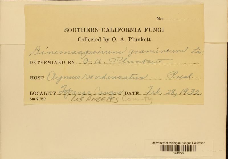 Phomatospora dinemasporium image