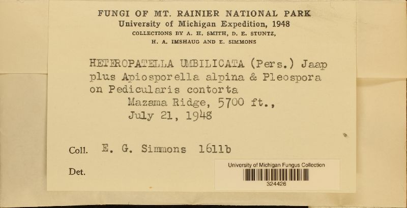 Heteropatella umbilicata image
