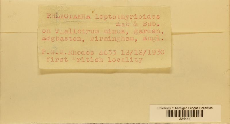 Phlyctema leptothyrioides image