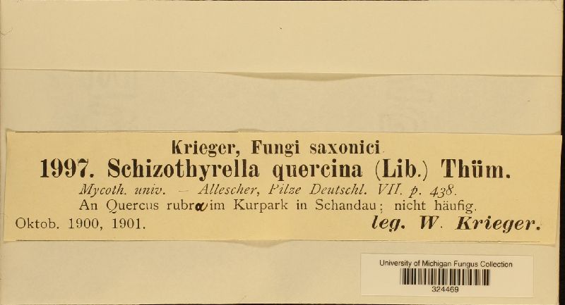 Schizothyrella quercina image