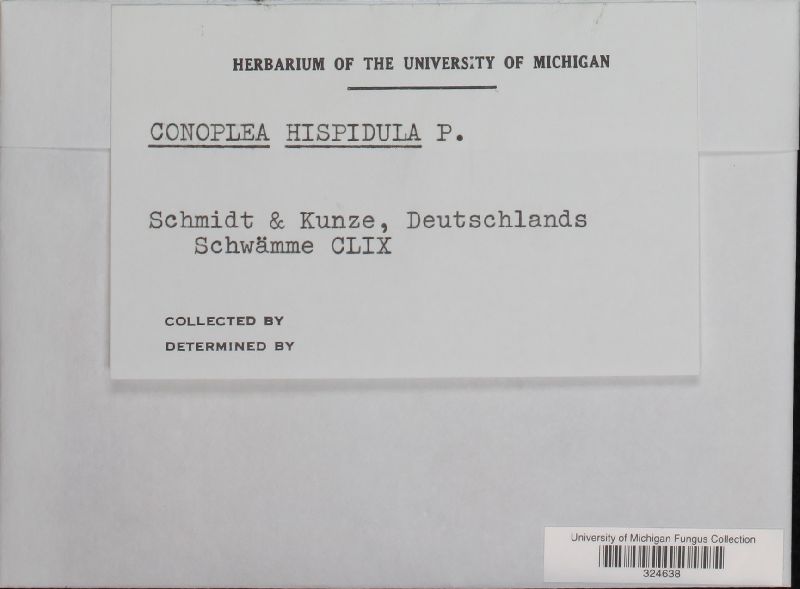 Periconia hispidula image