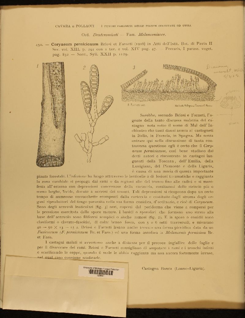 Coryneum perniciosum image