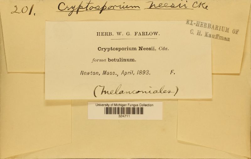Disculina betulina image