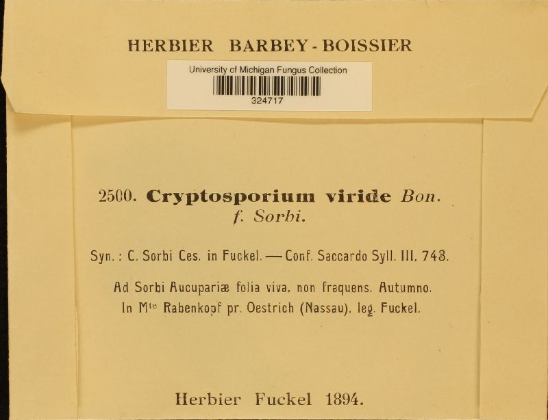 Cryptosporium image