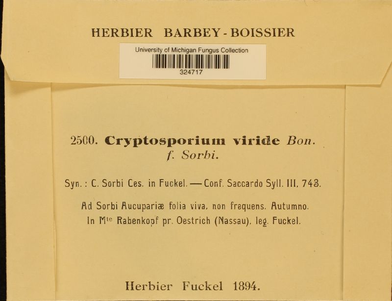 Cryptosporium viride image