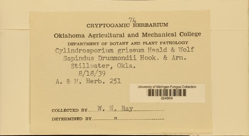 Cylindrosporium griseum image