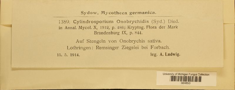 Cylindrosporium onobrychidis image