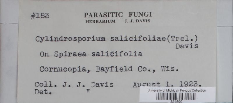 Cylindrosporium salicifoliae image