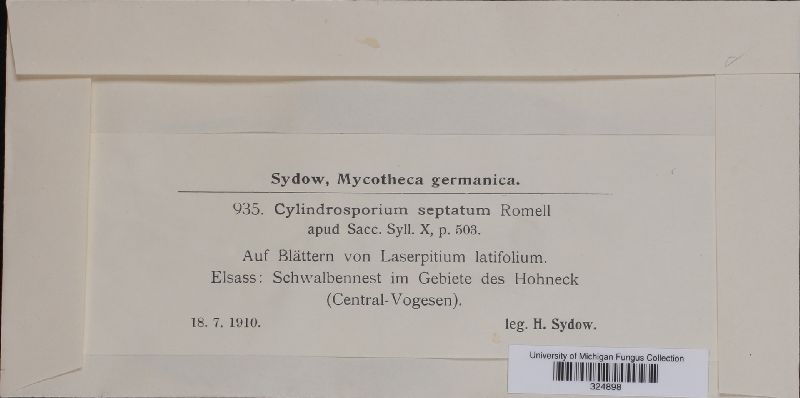 Cylindrosporium septatum image