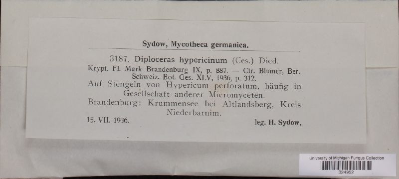 Seimatosporium hypericinum image