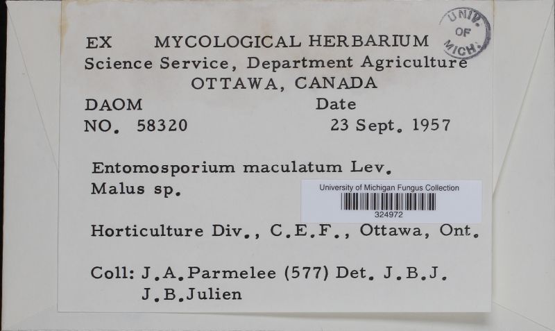 Diplocarpon mespili image