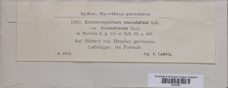 Entomosporium maculatum var. domesticum image