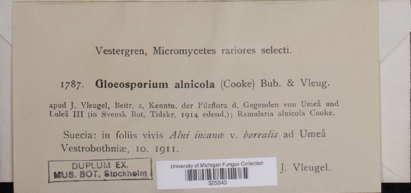 Gloeosporium alnicola image