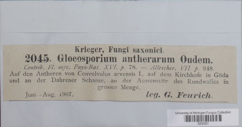 Gloeosporium antherarum image