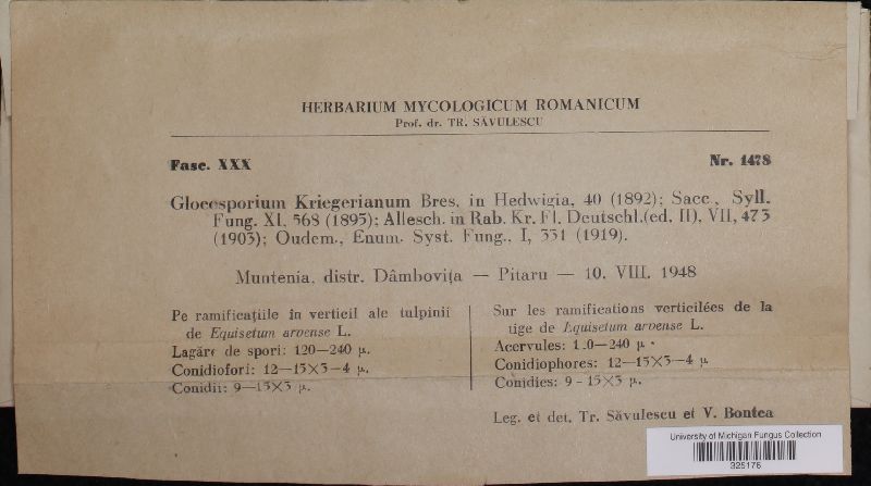 Discula kriegeriana image