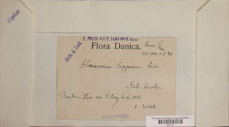 Gloeosporium lapponum image