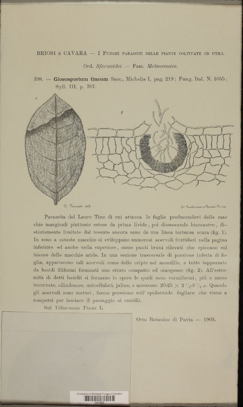 Neofabraea alba image