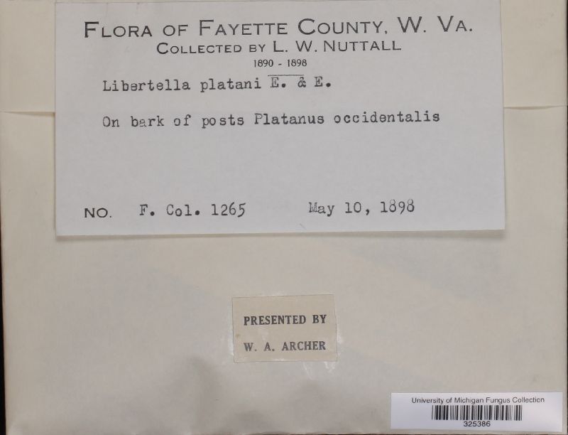Libertella platani image