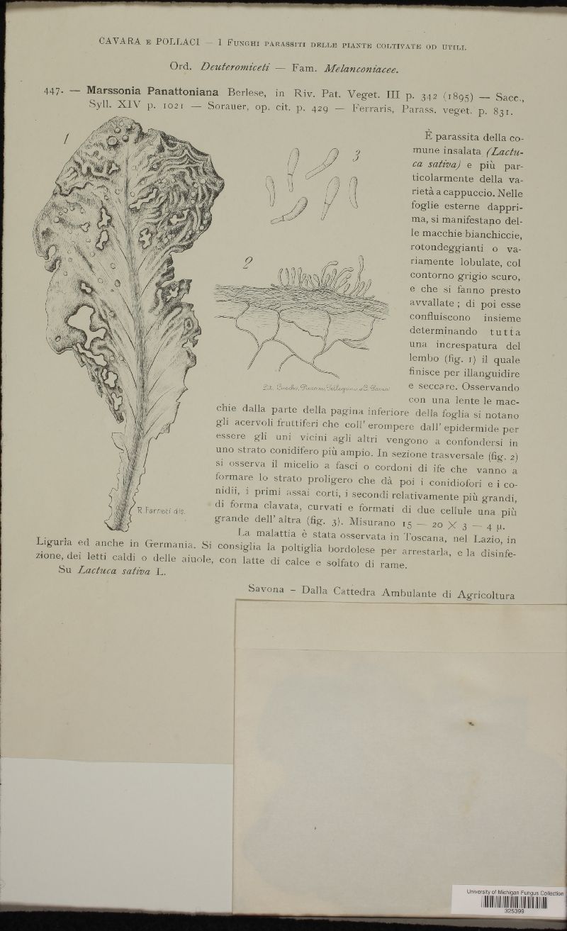 Microdochium panattonianum image