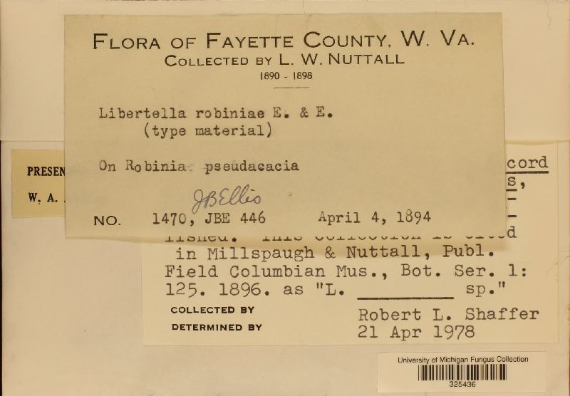 Libertella robiniae image