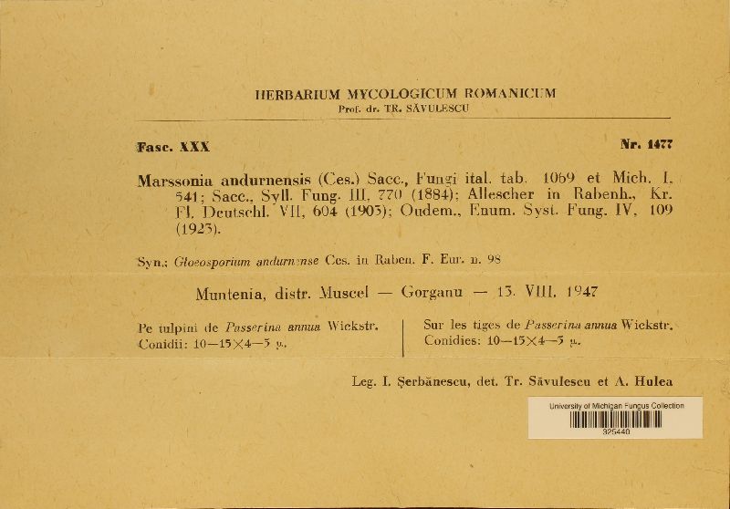 Marssonia andurnensis image