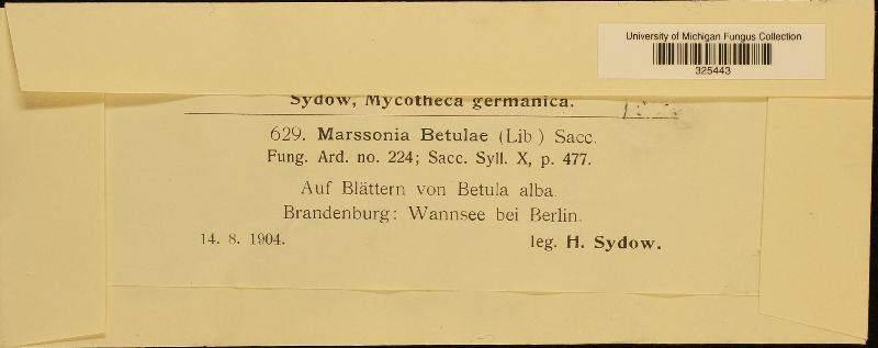 Marssonia betulae image