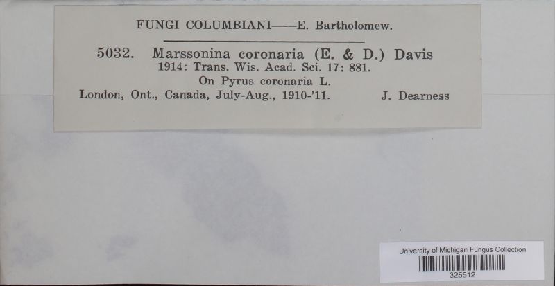 Marssonina coronaria image