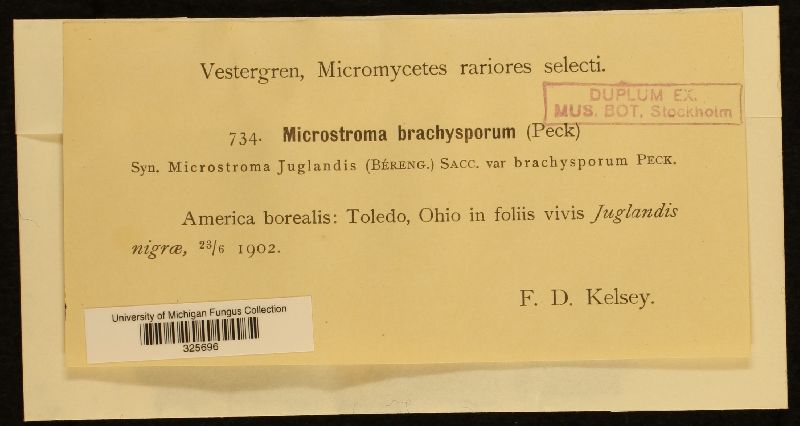 Microstroma brachysporium image