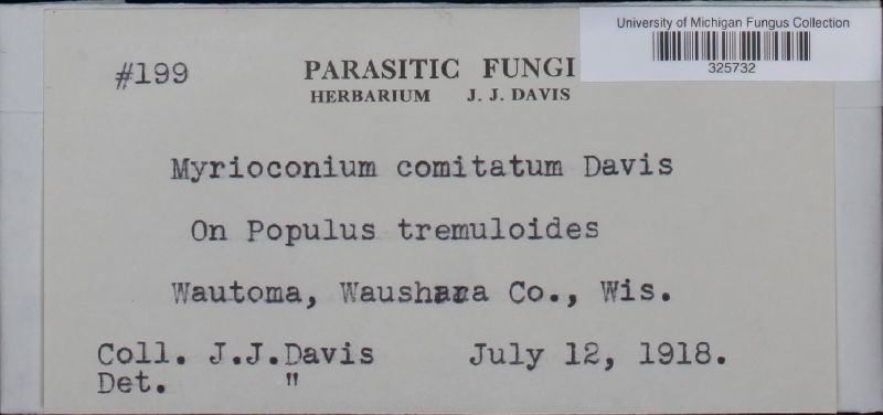Myrioconium comitatum image