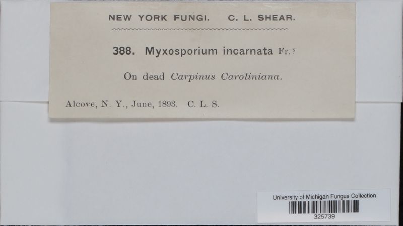 Myxosporium incarnata image