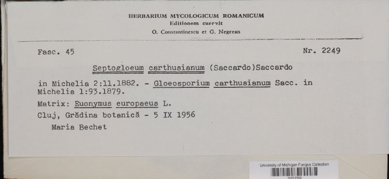 Septogloeum carthusianum image