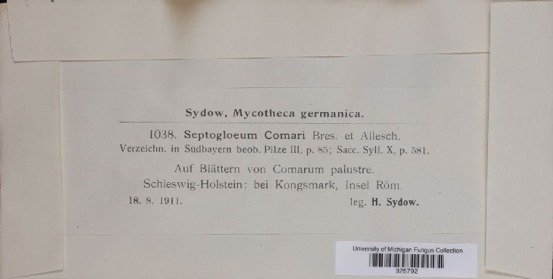 Septogloeum comari image