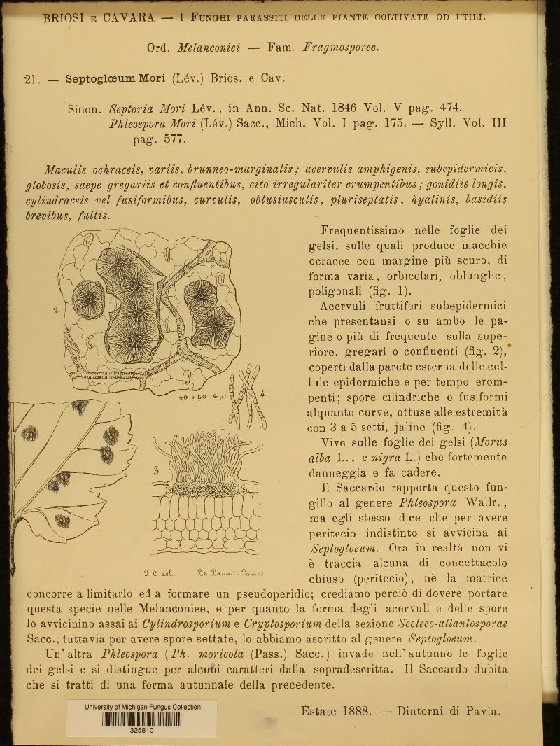 Mycosphaerella mori image