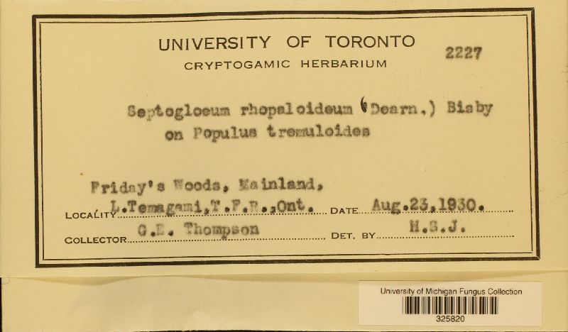 Septogloeum rhopaloideum image