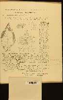 Mycosphaerella ulmi image