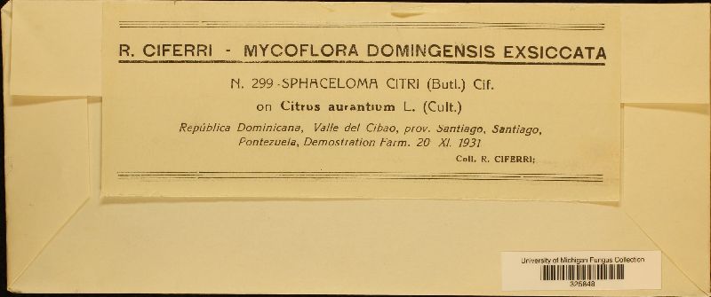 Sphaceloma citri image