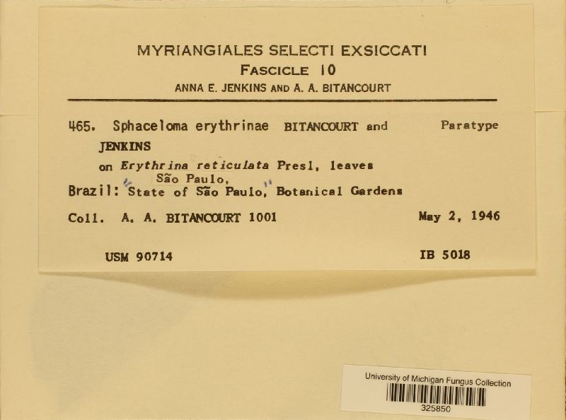 Sphaceloma erythrinae image