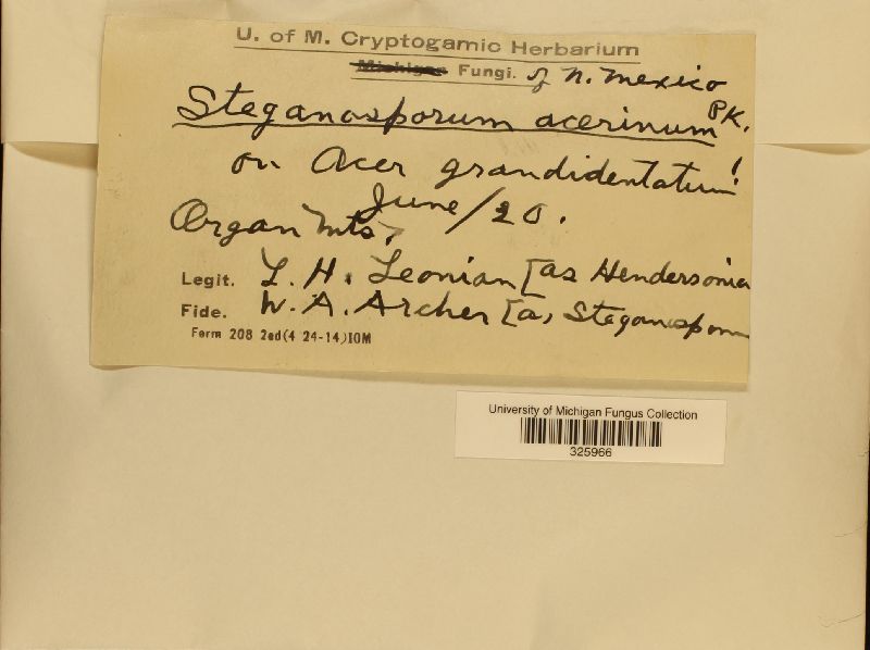 Stegonsporium acerinum image