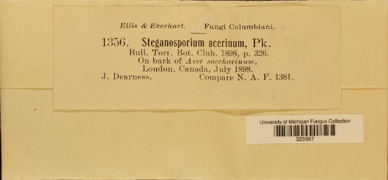 Stegonsporium acerinum image