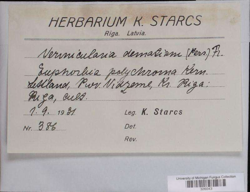 Colletotrichum dematium image
