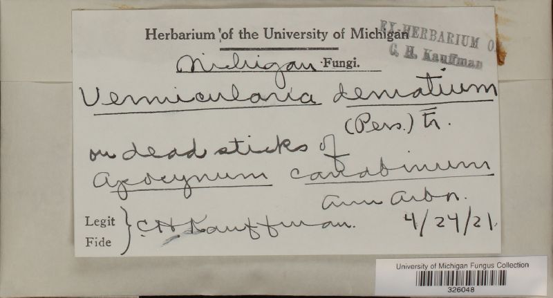 Colletotrichum dematium image