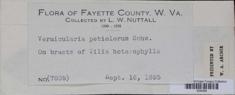 Vermicularia petiolorum image