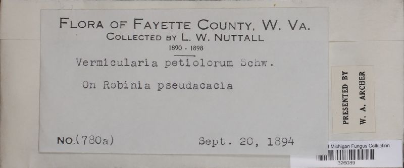 Vermicularia petiolorum image