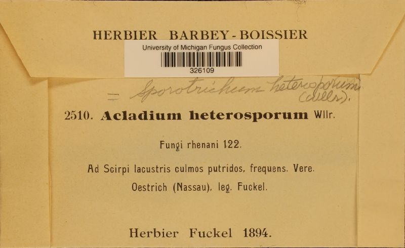 Acladium heterosporum image