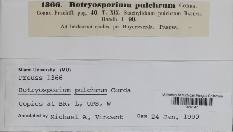 Botryosporium pulchrum image