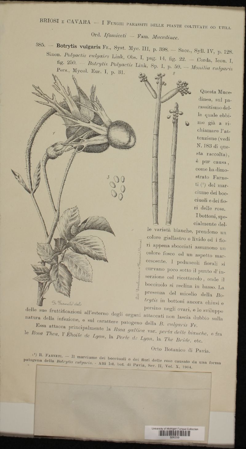 Botryotinia fuckeliana image