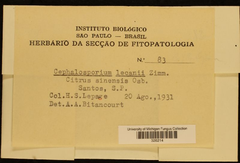 Lecanicillium lecanii image