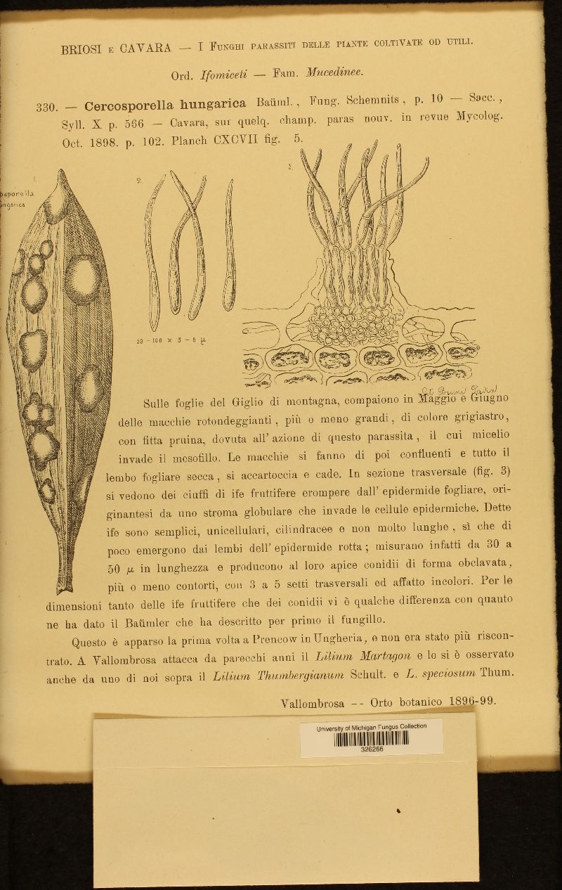 Cercosporella hungarica image